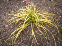 /album/fotogalerie-nabidka/carex-oshimensis-everillocelk-jpg/